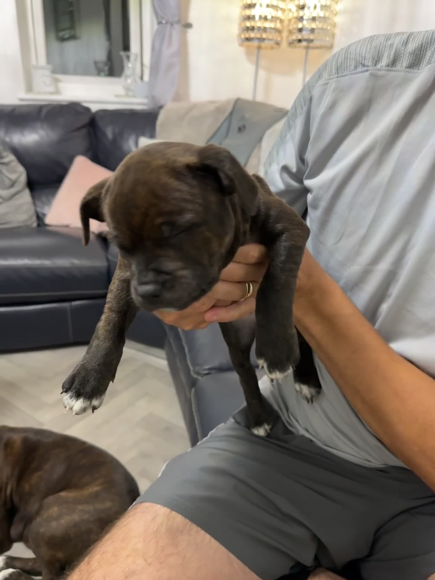 Staffordshire Bull Terrier dogs for sale: 🩷Last 1 remaining beautiful Staffy Brindle Girl🩷 - Video 1