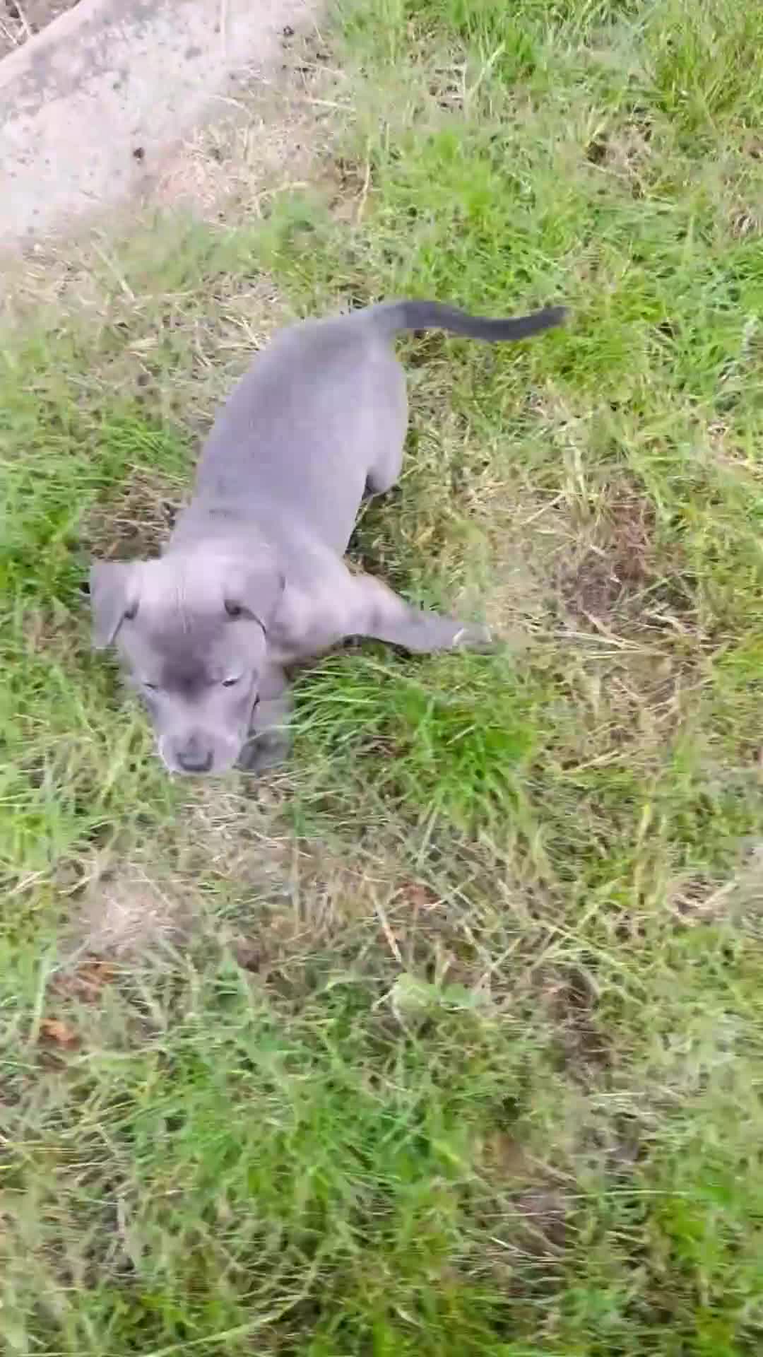 Staffordshire Bull Terrier dogs for sale: Beautiful Puppy Looking for His Forever Home 🐶 in Romford - Video 1