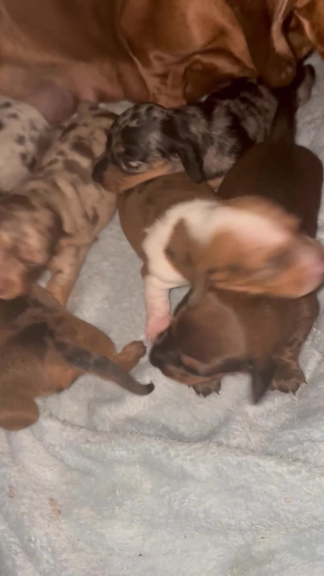 Miniature Dachshund dogs for sale: Miniature dachshunds  - Video 2