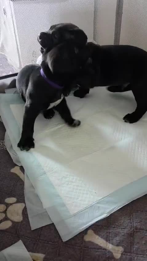 Cane Corso dogs for sale: 6 week old beautiful Cane corso babies  - Video 2