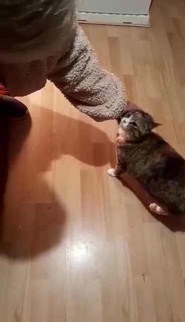 Mixed Breed cats for sale: 2 female cats 🐈  - Video 1