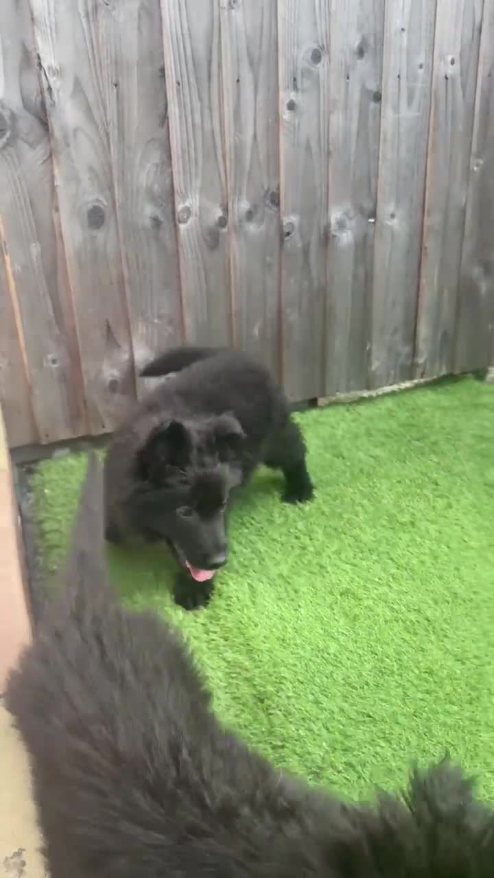 Mixed Breed dogs for sale: G.Sehepherd&white swiss Shepherd long coat puppies - Video 4