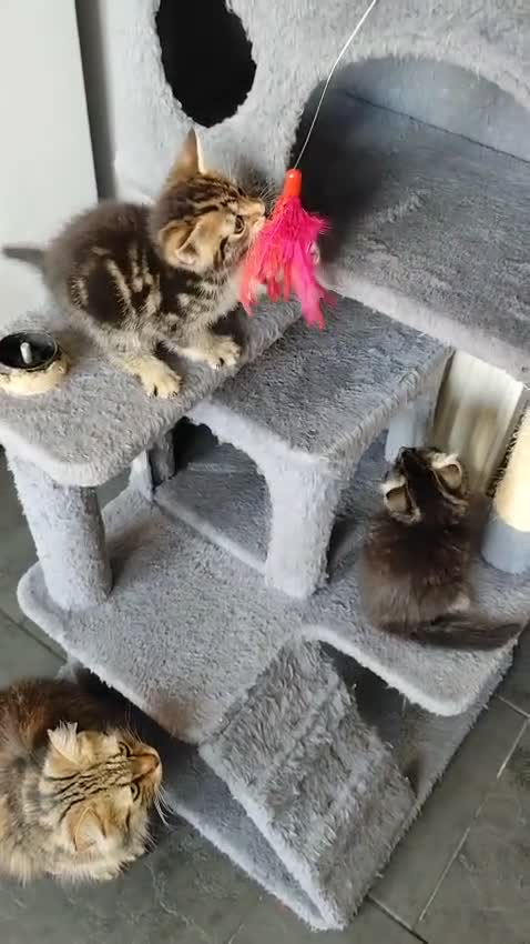 Mixed Breed cats for sale: Beautiful kittens ready for new home - Video 2