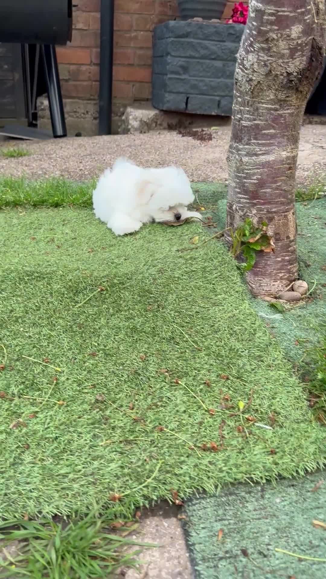 Maltese dogs for sale: 😍Tiny gorgeous Maltese puppies🥰  - Video 1