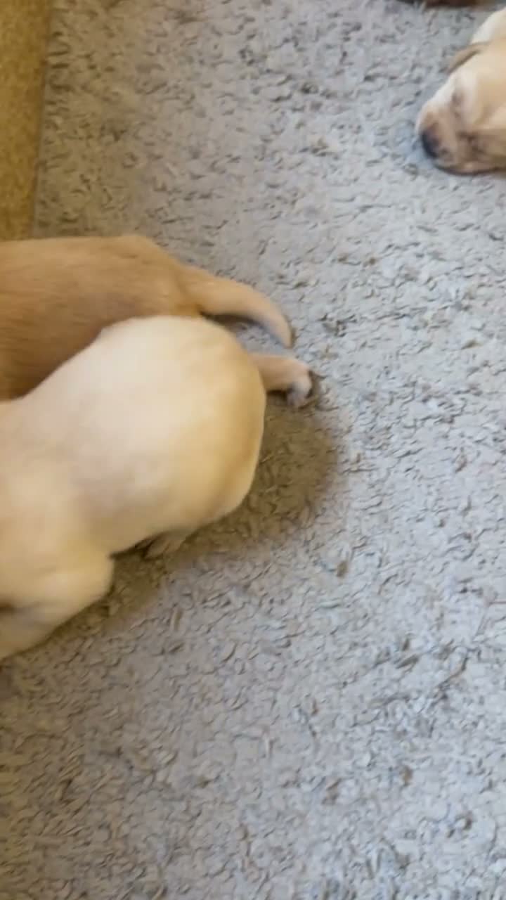 Labrador Retriever dogs for sale: 2 Red Fox Boys, Yellow Boy & Pale Yellow Girl - Video 1