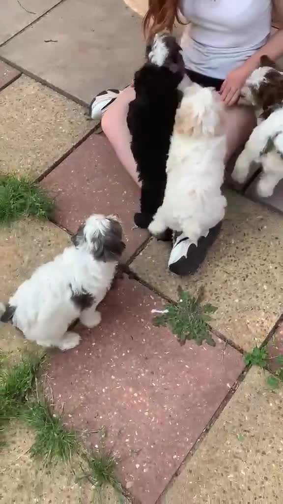 Cavapoo dogs for sale: F2 Cavapoo puppies - Video 3