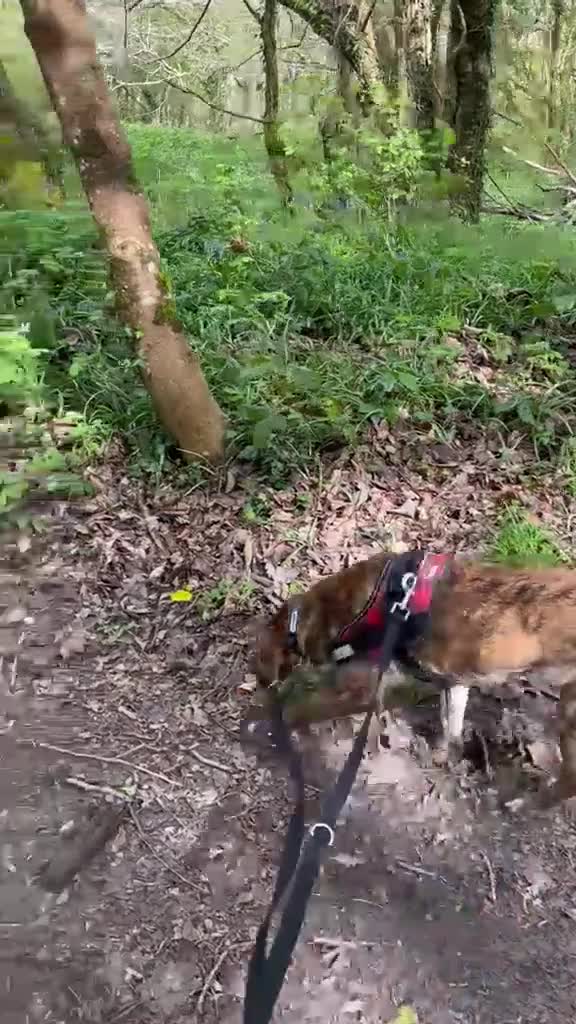 Mixed Breed dogs for adoption: Beautiful Ivan is ready for his forever home - Video 1