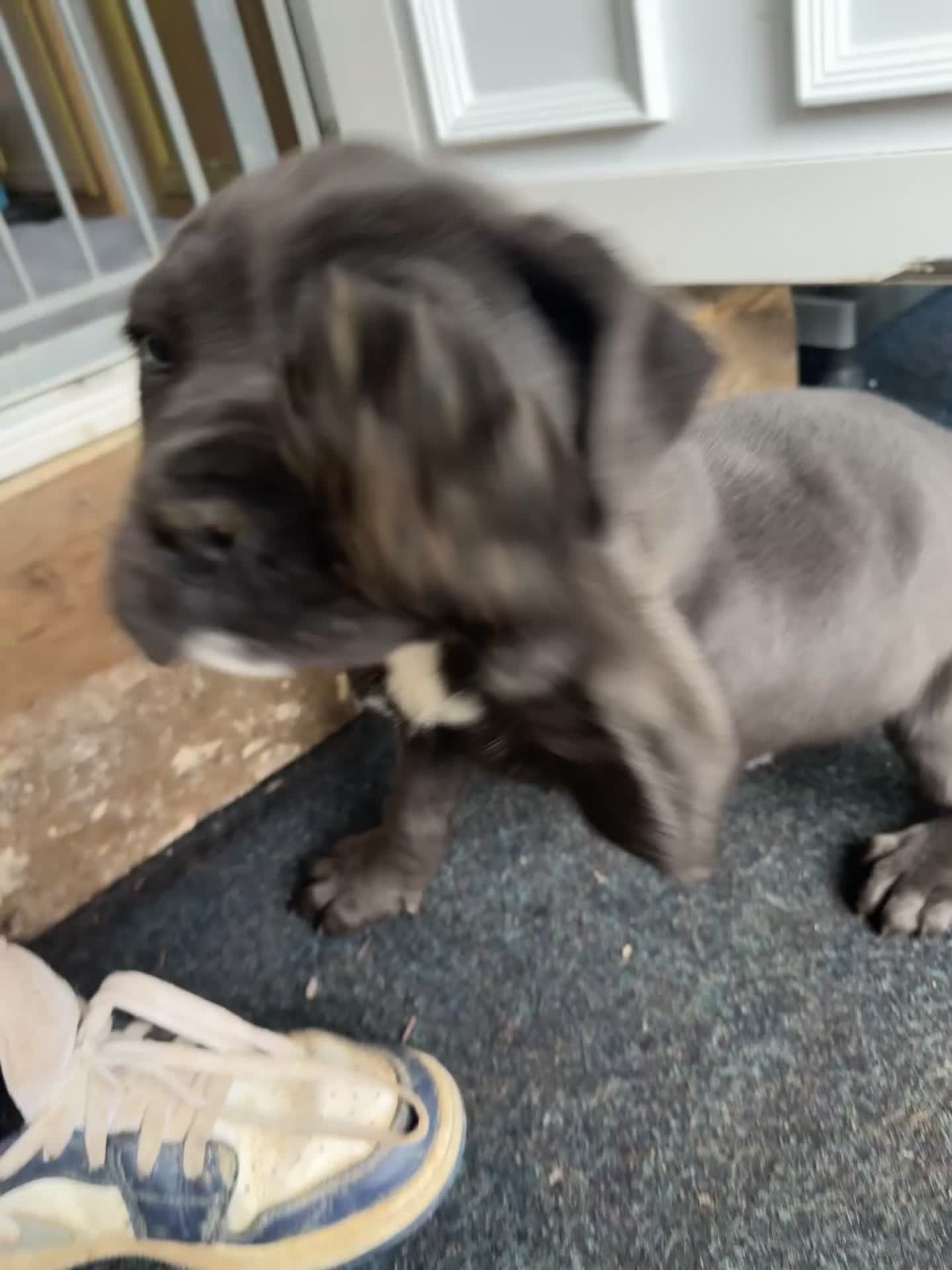 Cane Corso dogs for sale: 1 male puppy  - Video 2