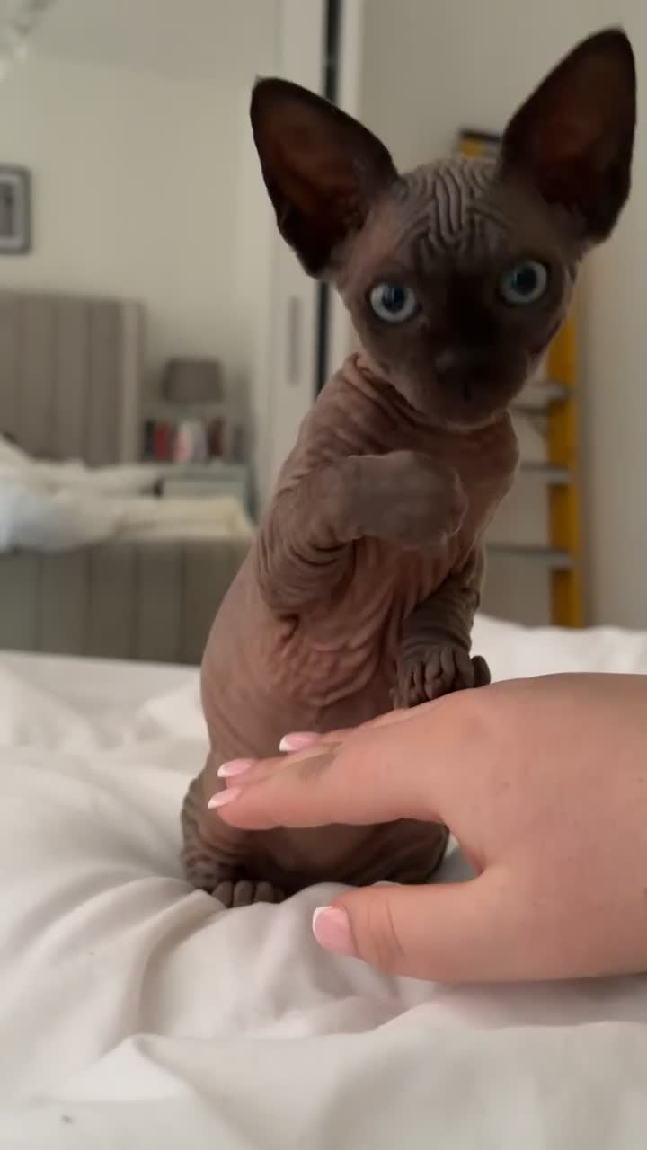Sphynx cats for sale: Sphynx kitten - Video 1