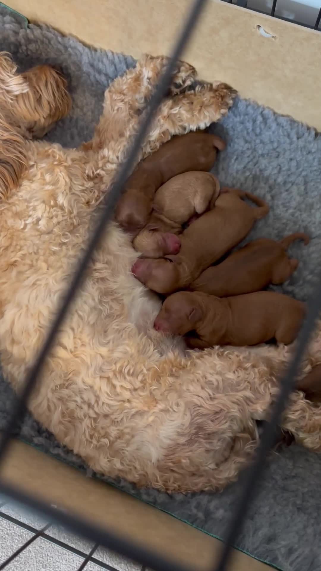 Cockapoo dogs for sale: ✨ Toy F2 Cockapoo Puppies ✨ - Video 1