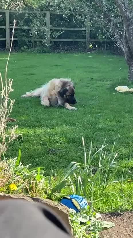 Leonberger dogs for sale: Leonberger Puppies For Sale  - Video 1