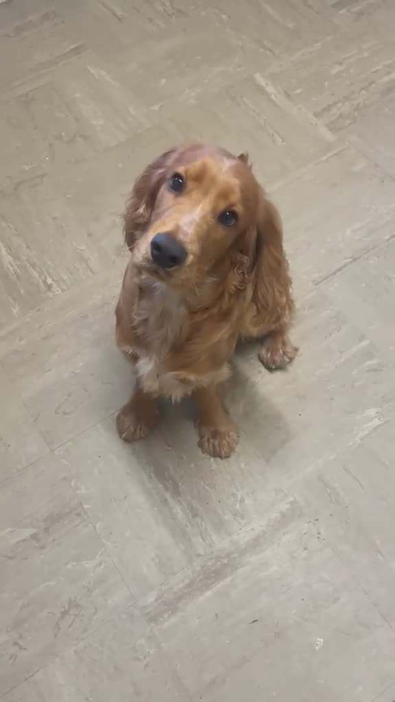 Cocker Spaniel dogs for sale: 2 year old dog for rehoming  - Video 1