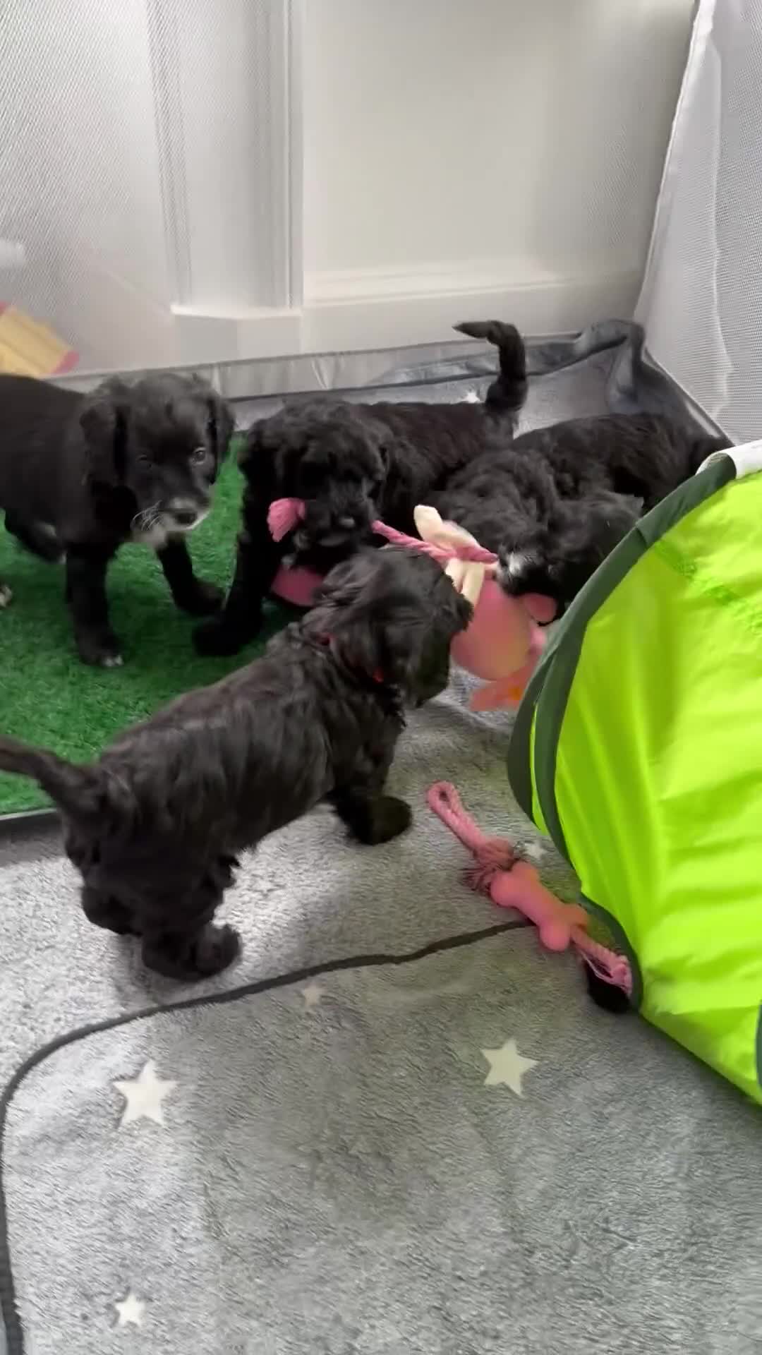 Cockapoo dogs for sale: 🐾 Gorgeous F2 Cockapoo Puppies 🐾 - Video 1