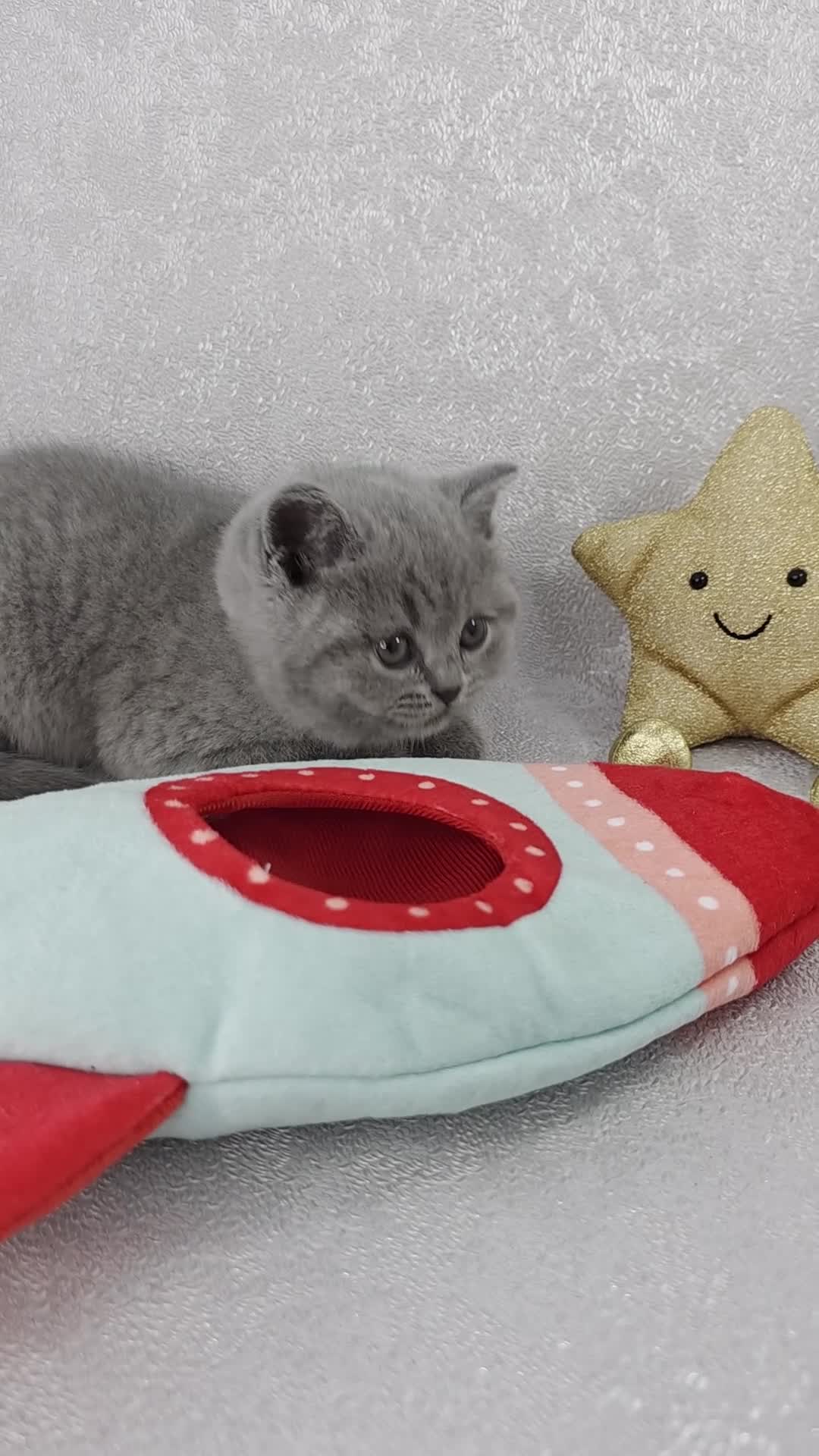 British Shorthair cats for sale: CHAMPION SIRED BSH KITTENS AVAILABLE TO RESERVE - Video 1
