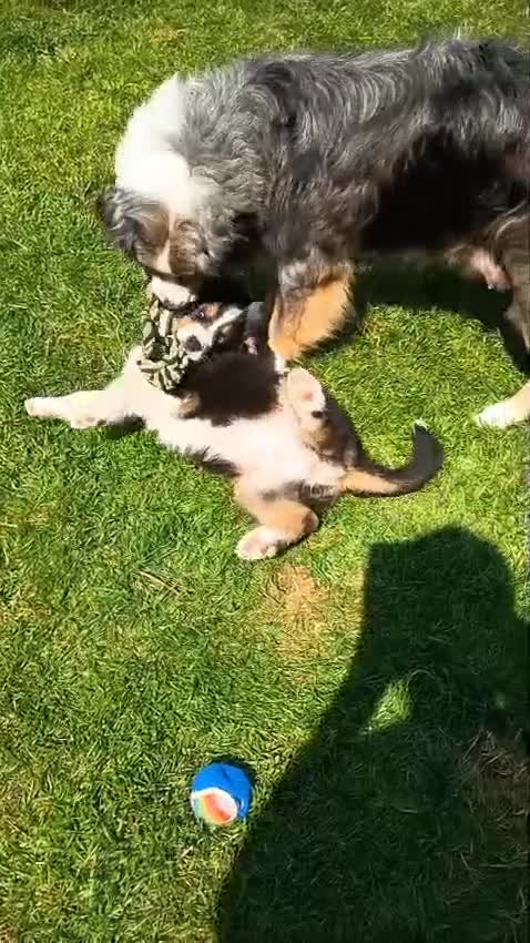 Australian Shepherd dogs for sale: The last beautiful female Australian Shepherd in Poole - Video 3