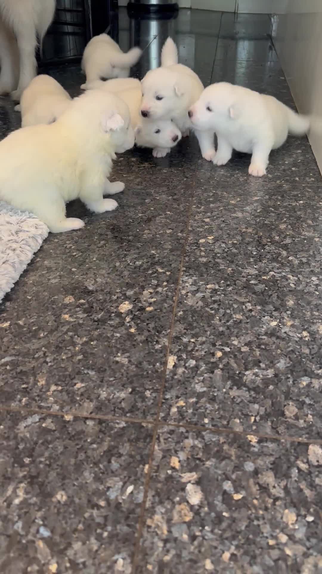 Samoyed dogs for sale:     Adorable Samoyed Puppies Looking for 5★ Homes - Video 1