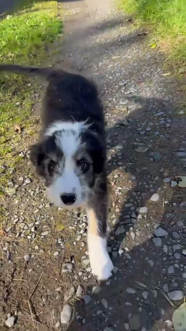 Bearded x Border Puppies for sale in Castle Douglas | Pets4Homes