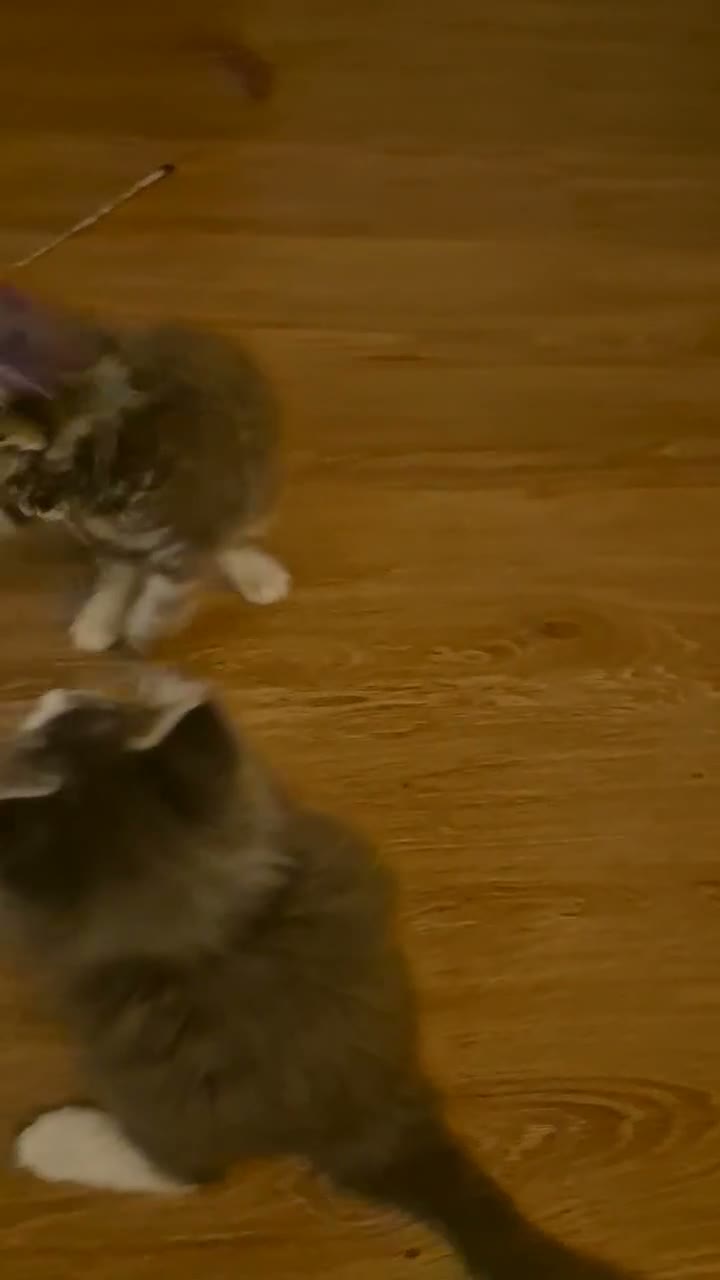 Maine Coon cats for sale:  HANDSOME MAINE COON BOY LOOKING FOR HIS HOME  - Video 1