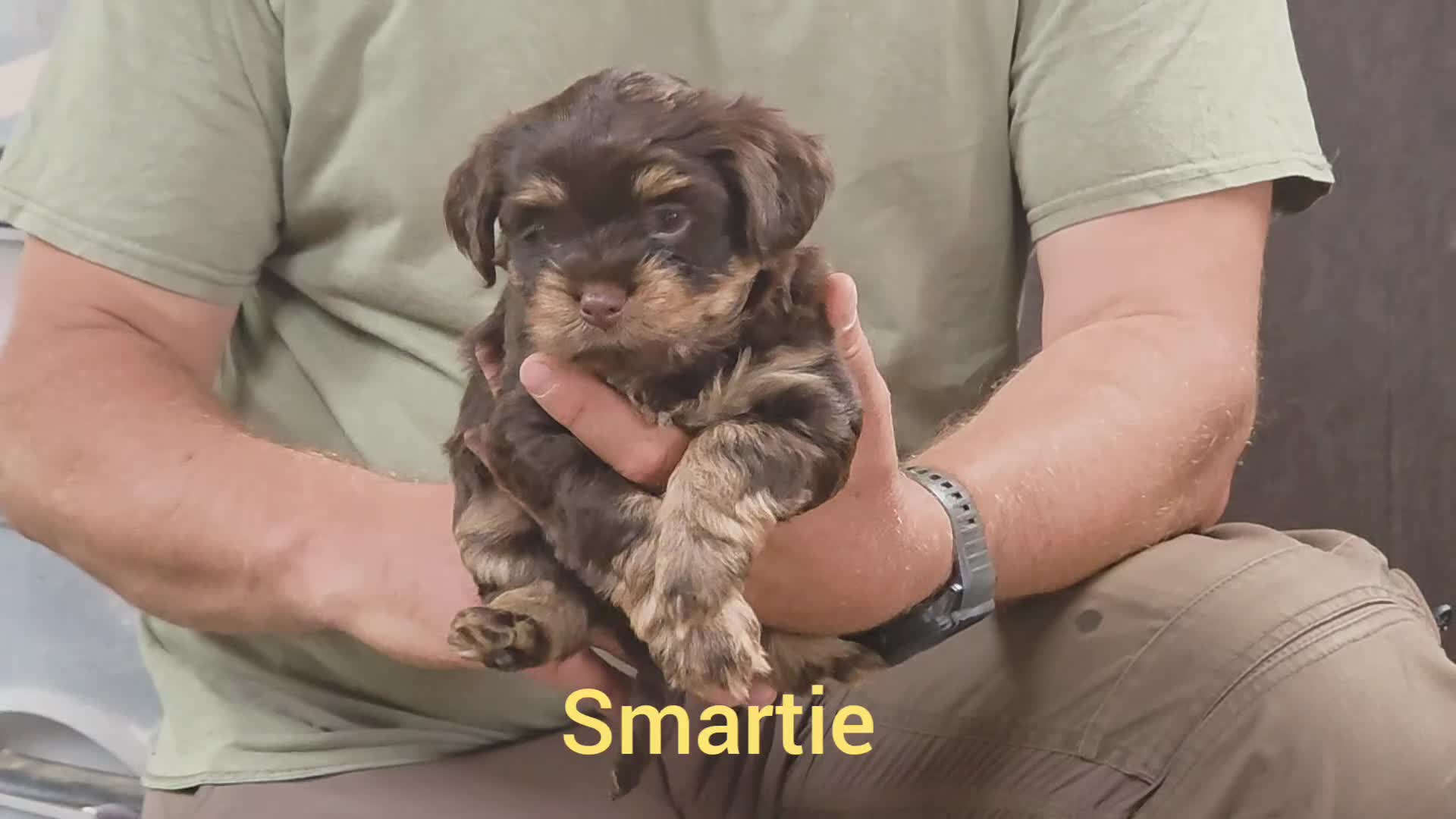 Yorkshire Terrier dogs for sale: Chocolate Yorkies  - Video 1