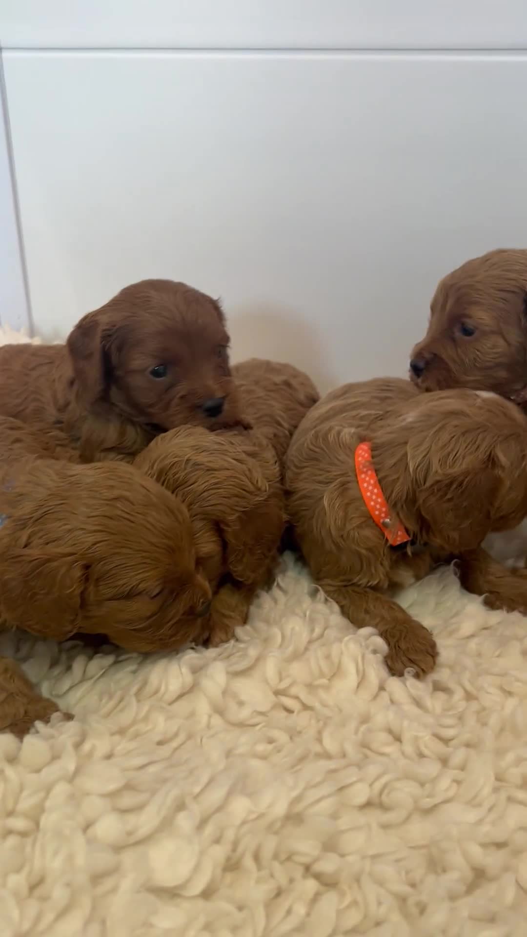 Cavapoo dogs for sale: F1 CAVAPOO BABIES 5🌟LICENSED BREEDER  - Video 1