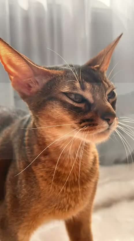 Abyssinian cats for sale: Champion line  - Video 1