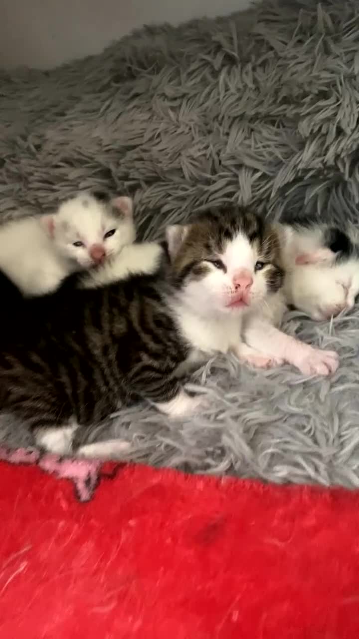 Mixed Breed cats for sale: Beautiful mixed breed kittens.  - Video 1