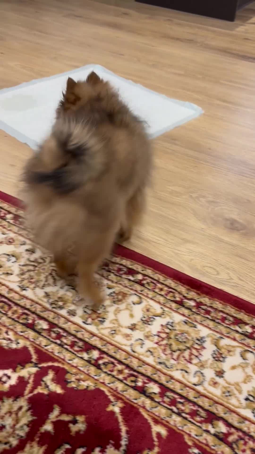 Pomeranian dogs for sale: 🐾 Stunning Male Pomeranian Puppy – £1,750 🐾 - Video 4