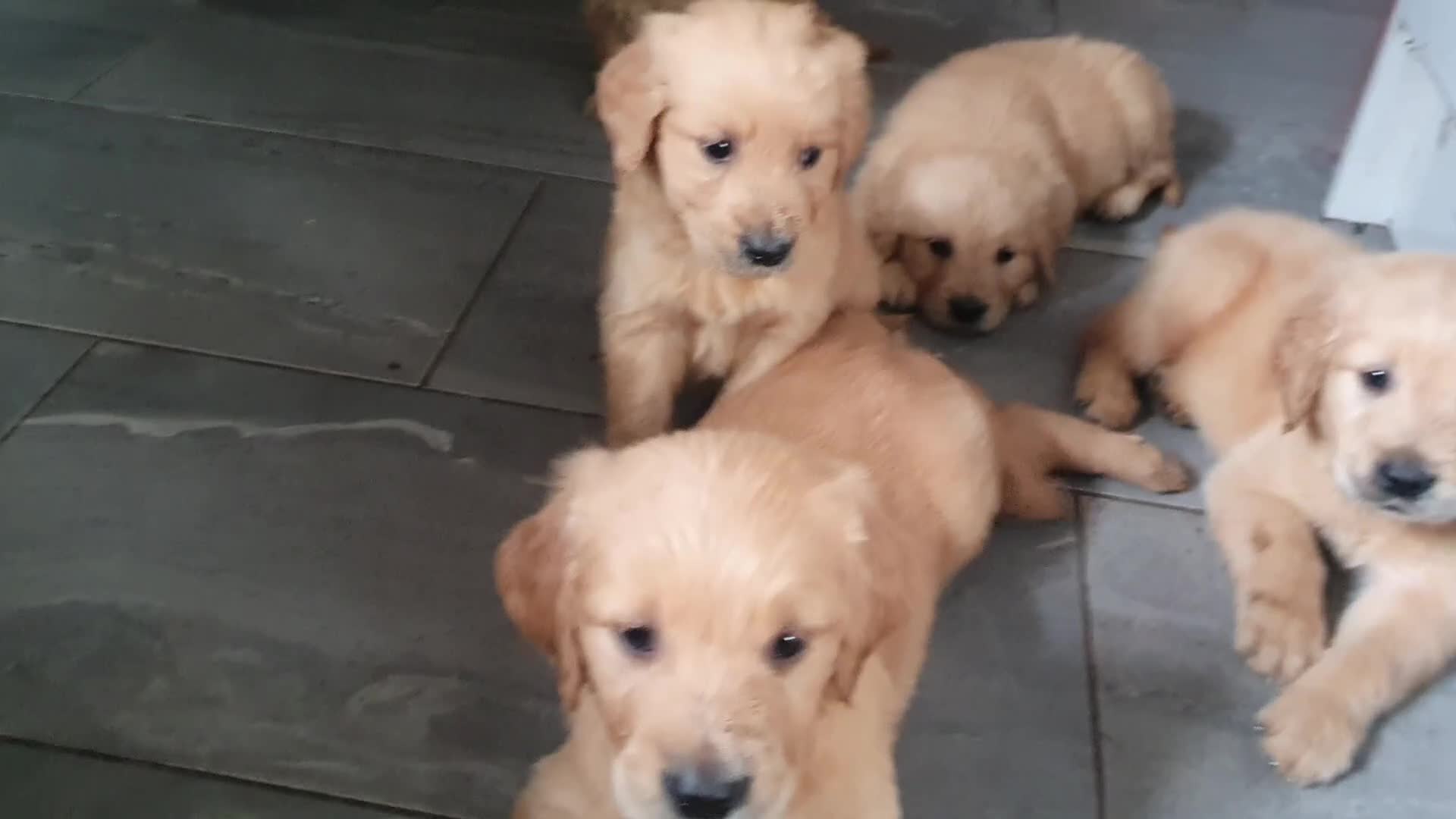 Golden Retriever dogs for sale: Pedigree Golden retriever championbloodline pups - Video 2