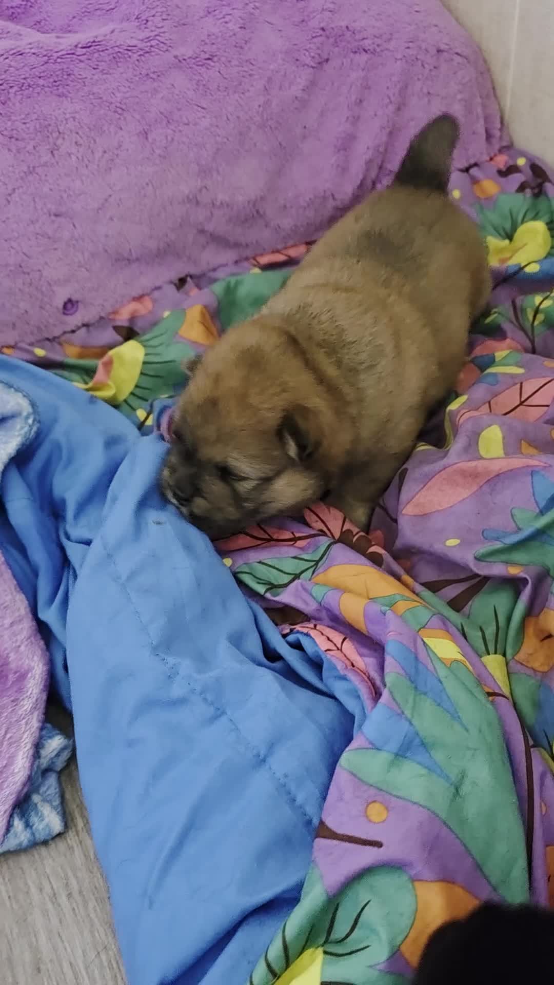 Chow Chow dogs for sale: Chow chow pups - Video 1