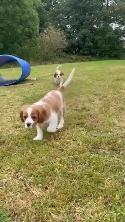 Cavalier King Charles Spaniel dogs for sale: Gorgeous Cavalier king charles puppies for sale - Video 1