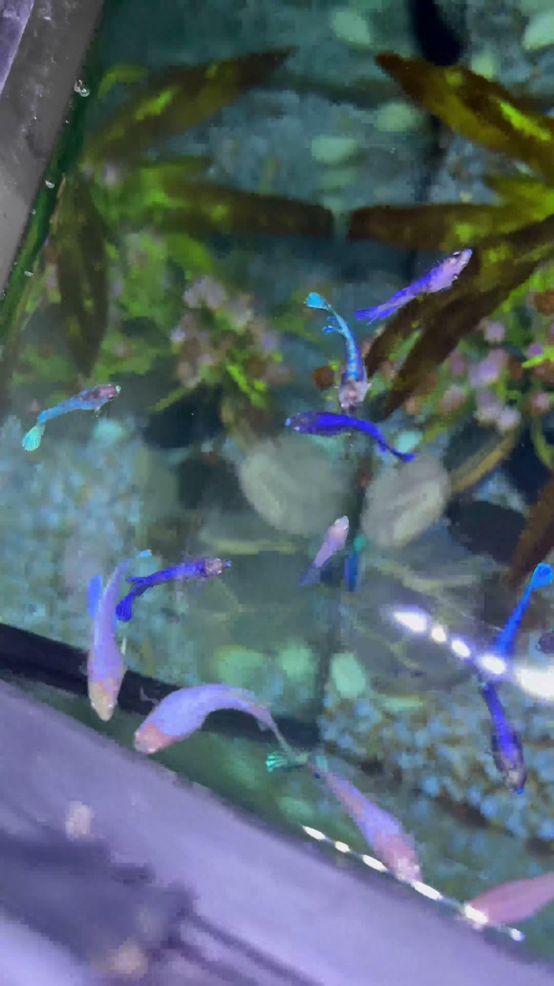 Bettas fish for sale: Mixed betta fish  - Video 2