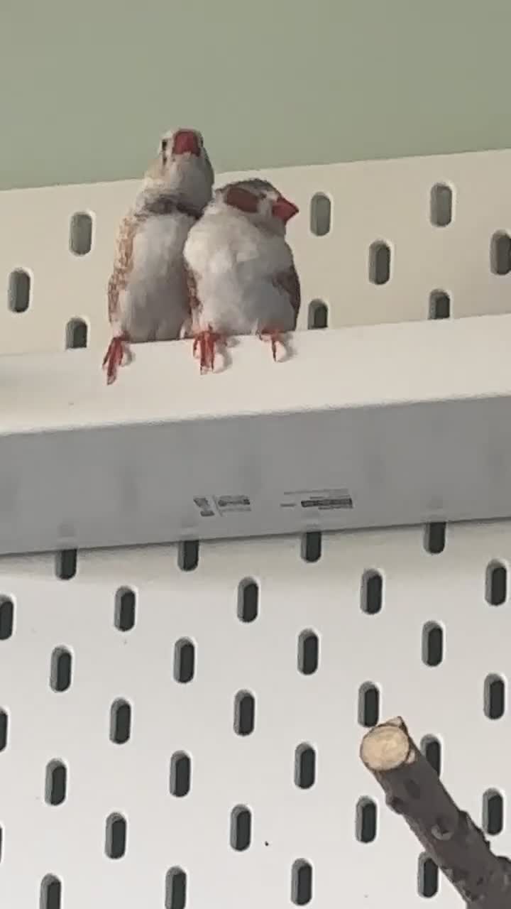 Finches birds for sale: Zebra Finches + Cage Setup - Video 2