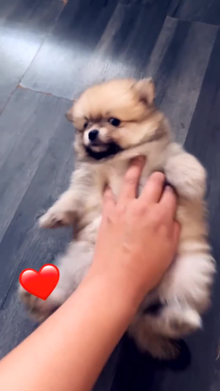 Pomeranian dogs for sale: Pomerian puppies - Video 2