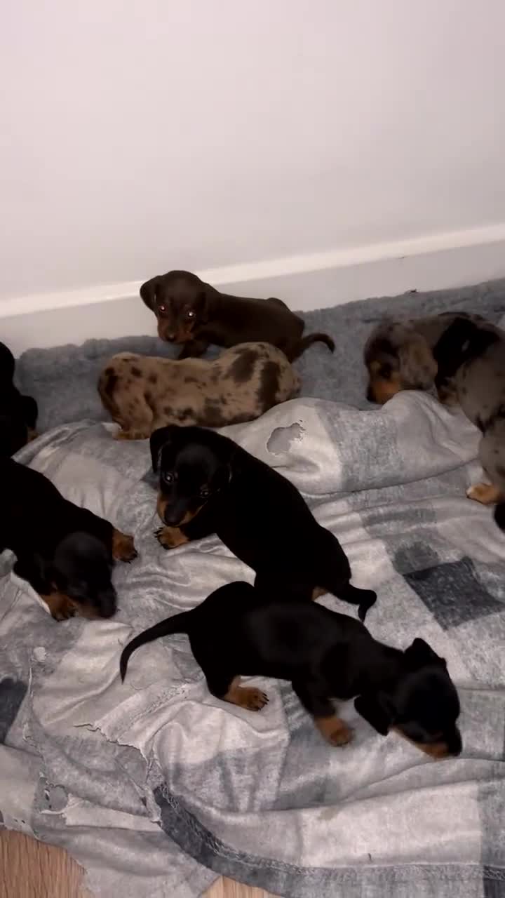 Miniature Dachshund dogs for sale: Miniature dachshund puppies - Video 1