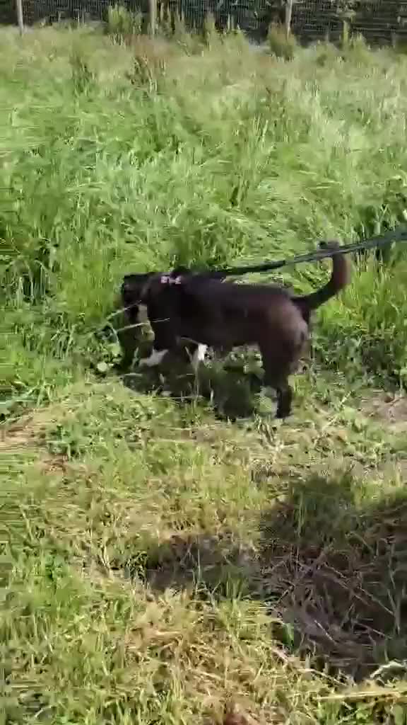 Mixed Breed dogs for adoption: RICHIE - CEO OF FUN & ADVENTURES 🐾 - Video 2