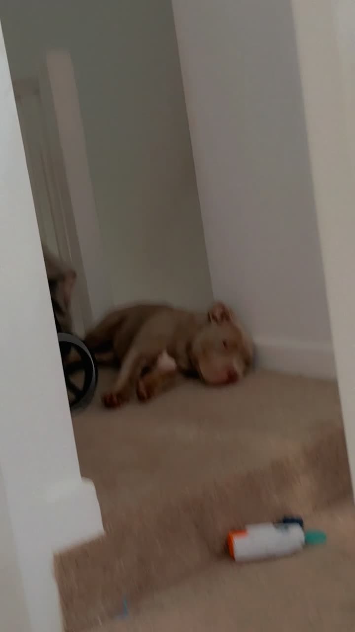 American Bulldog dogs for sale: Pocket bully for sale  in Bridgend - Video 3
