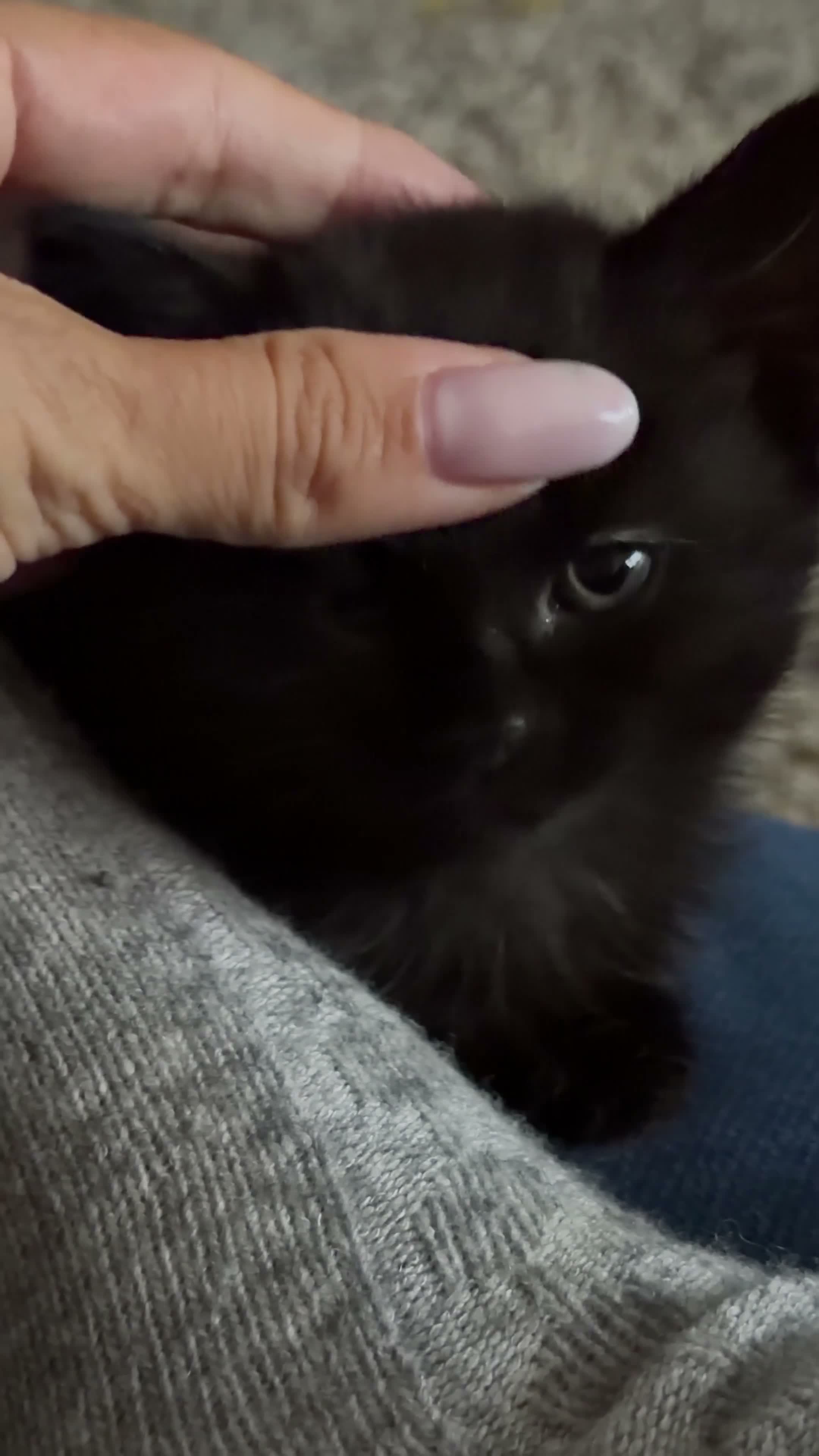 Persian cats for sale: Black miniature long haired Persian mixed kittens in Liverpool - Video 3