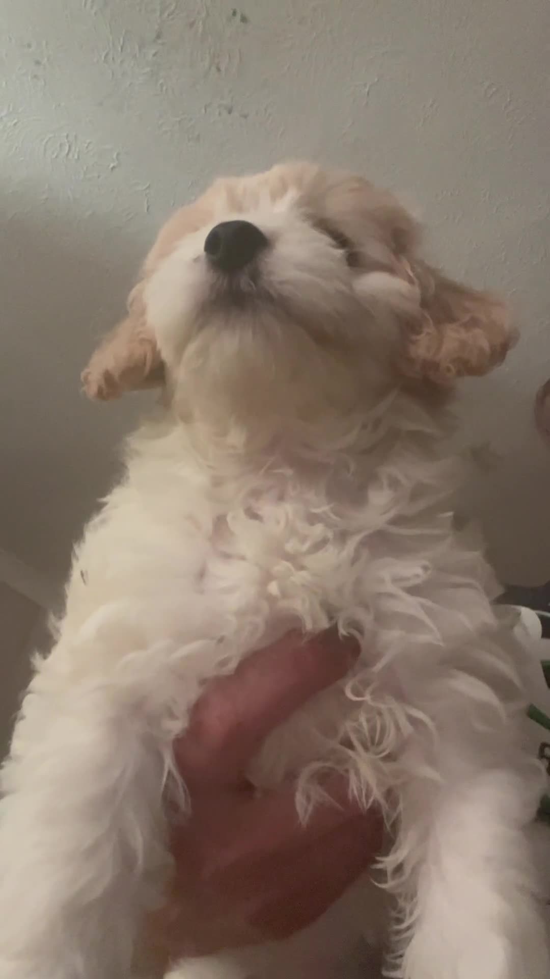 Mixed Breed dogs for sale: FLUFFY LOVING and FUN TOY COCKAPOO PUPPIES in Folkestone - Video 4