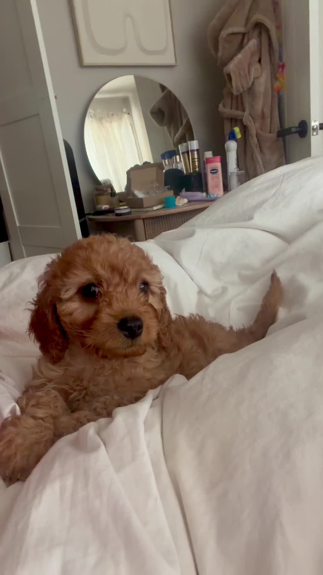 Cavapoo dogs for sale: Last two extra curly and tiny female toy cavapoos - Video 1