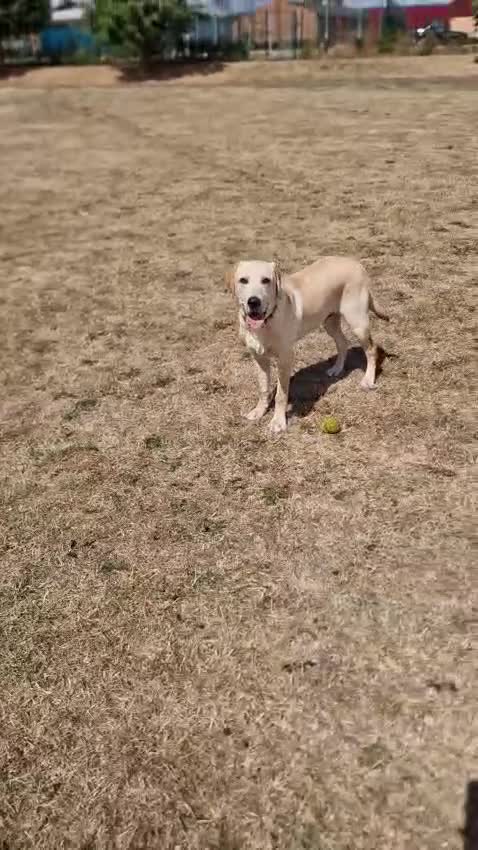 Labrador Retriever dogs for sale: Labrador retriever  - Video 2