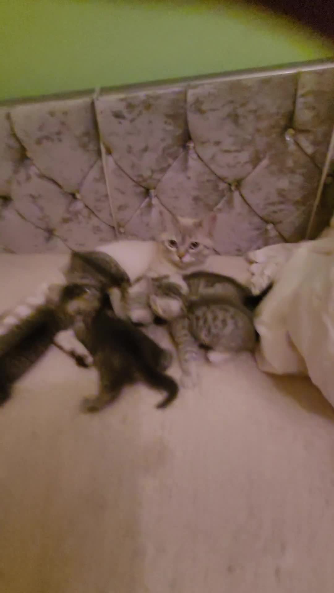 Scottish Fold cats for sale: Scottish fold kittens Blue spotted  - Video 1