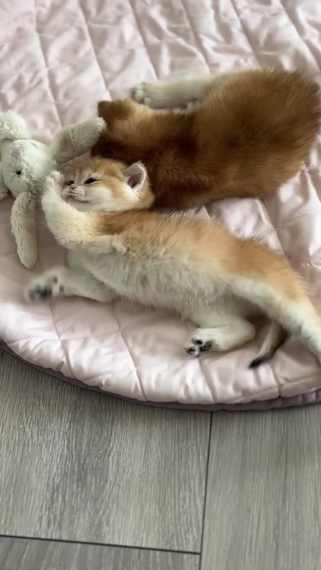 British Shorthair cats for sale: Golden British Shorthair kitten  in Maidstone - Video 1