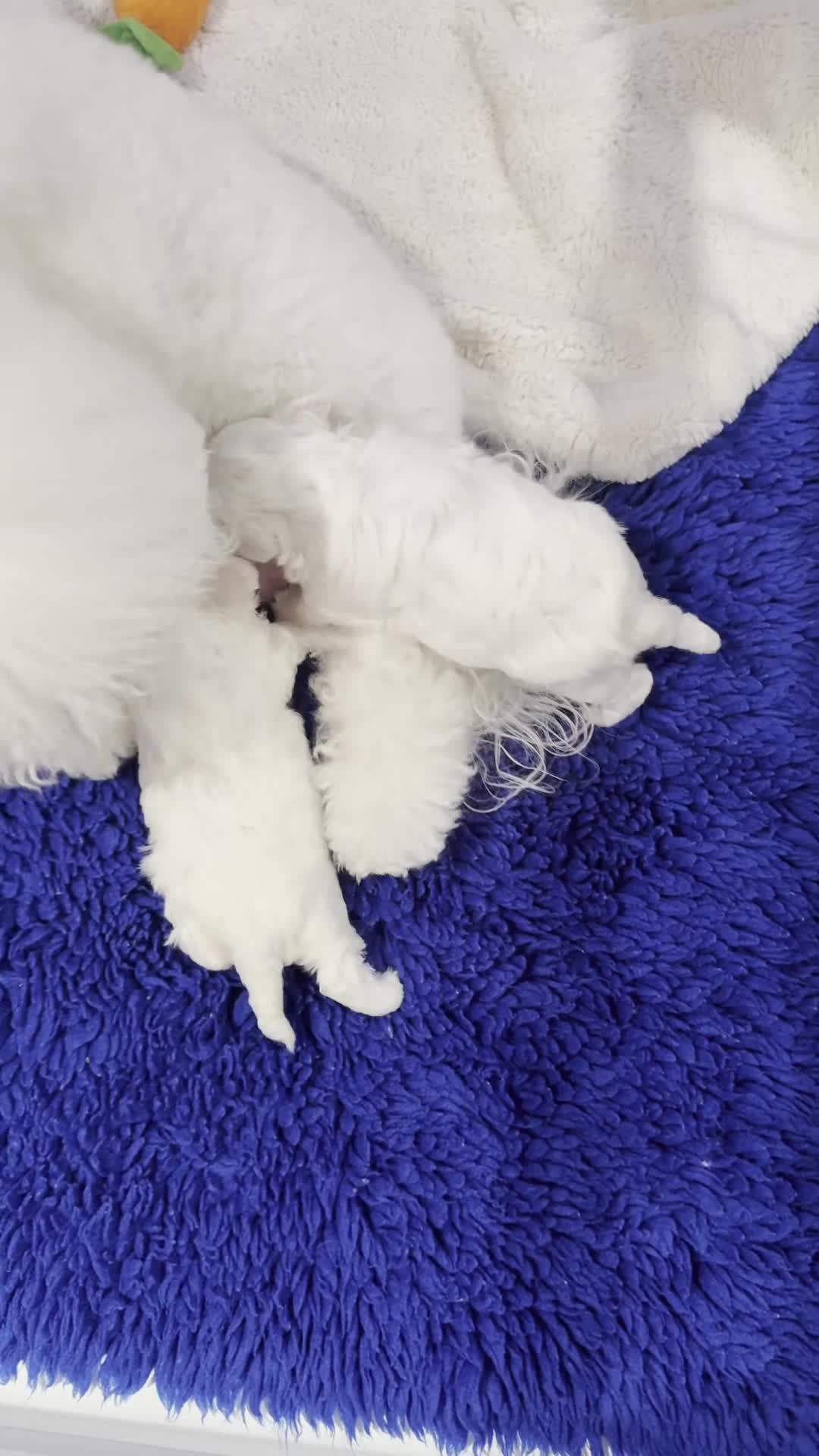 Bichon Frise dogs for sale: KC Registered Pedigree Bichon Frise Puppies - Video 1