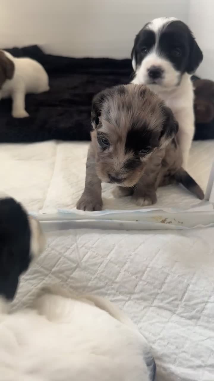 Sproodle dogs for sale: Rare Merle Sroodles Ready To Leave  - Video 2