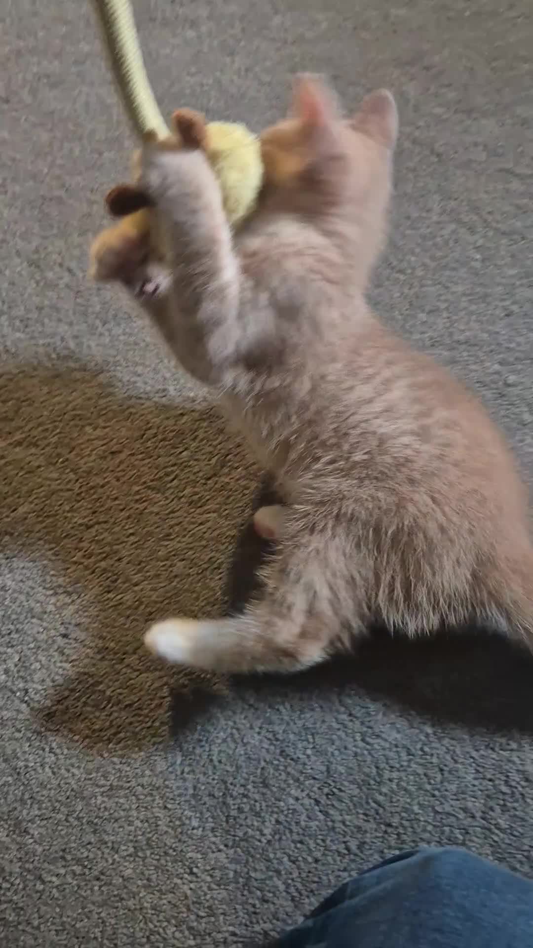 Mixed Breed cats for sale: Ginger kitten male left  - Video 2