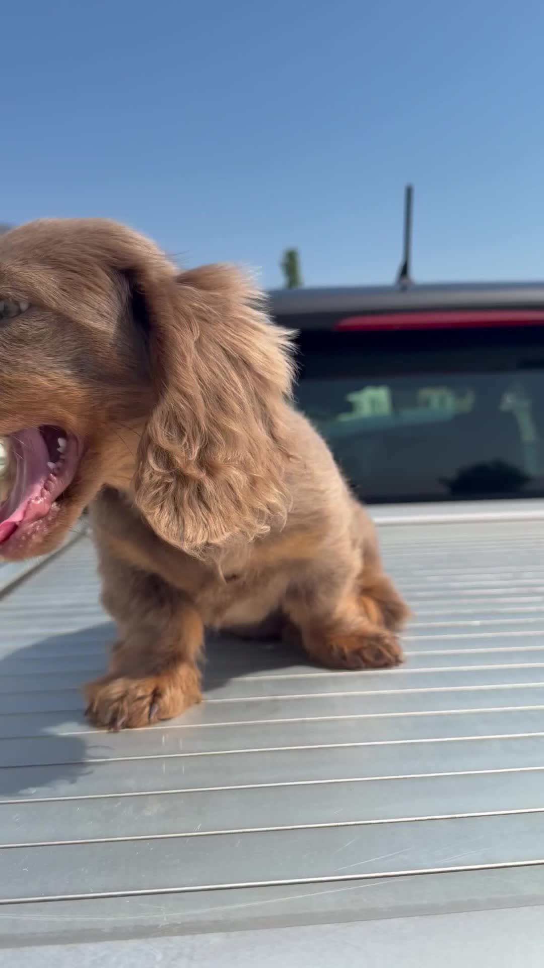 Miniature Dachshund dogs for sale: LAST BOY ISABELLA LONG HAIR MALE DACHSHUND CHEAP - Video 1