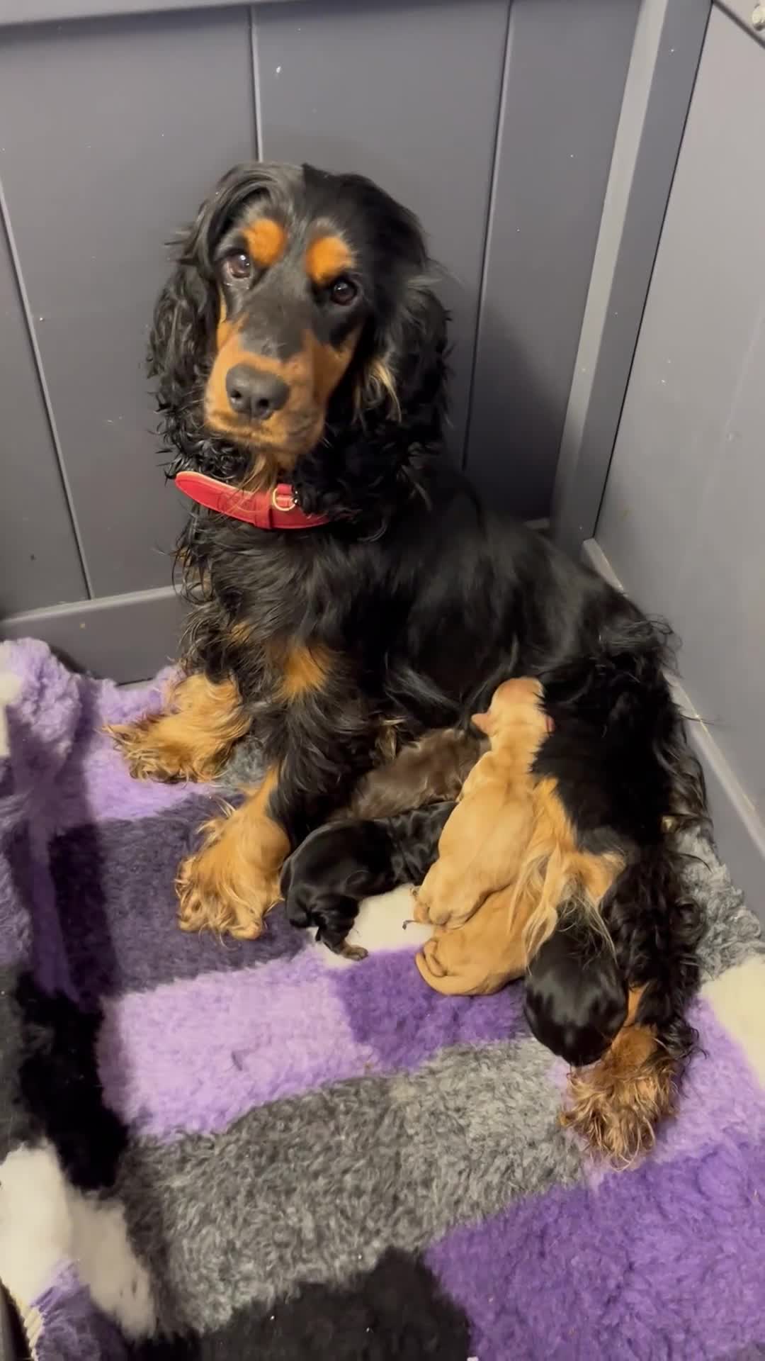 Cocker Spaniel dogs for sale: ** Show Cocker Spaniel Pups ** - Video 1