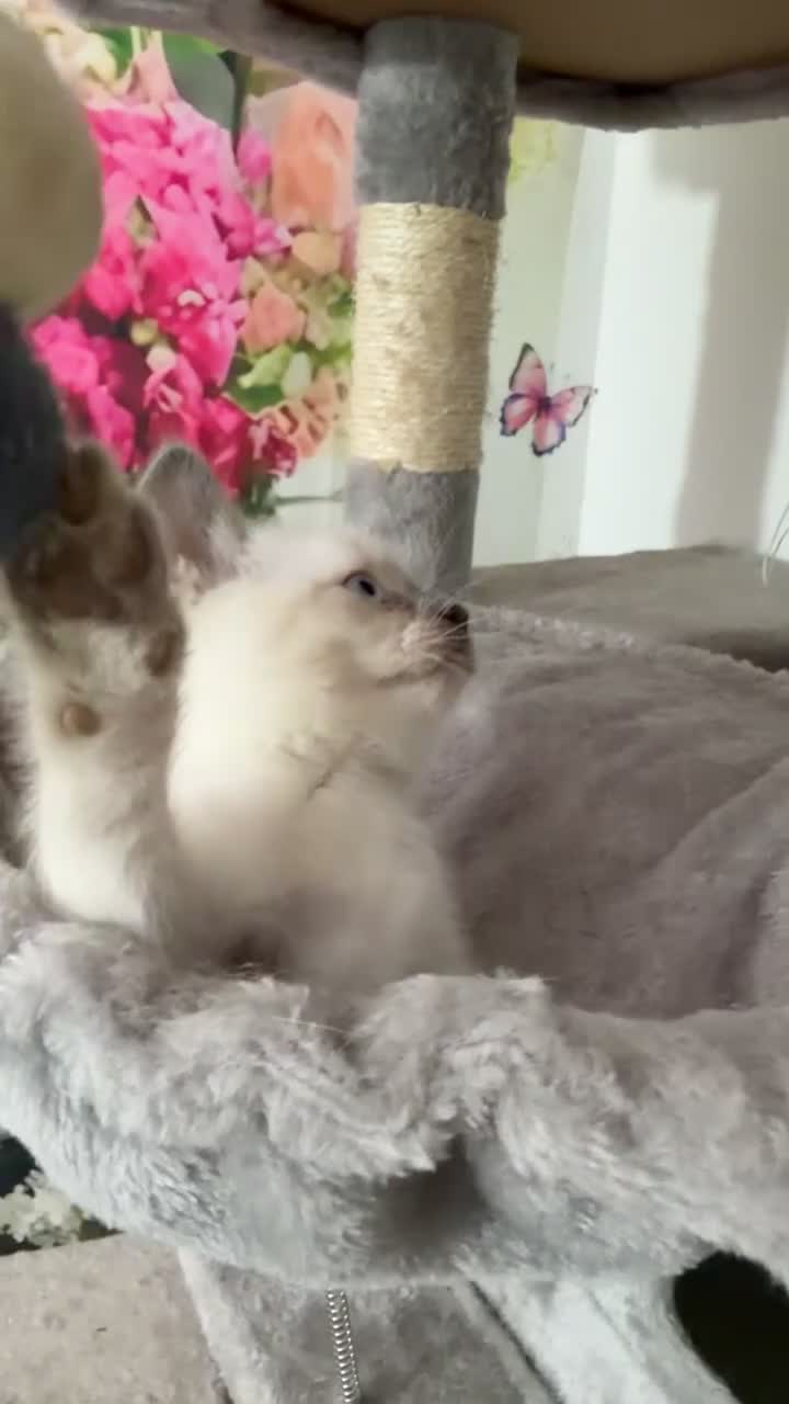Mixed Breed cats for sale: Beautiful mixed breed kittens.  - Video 1