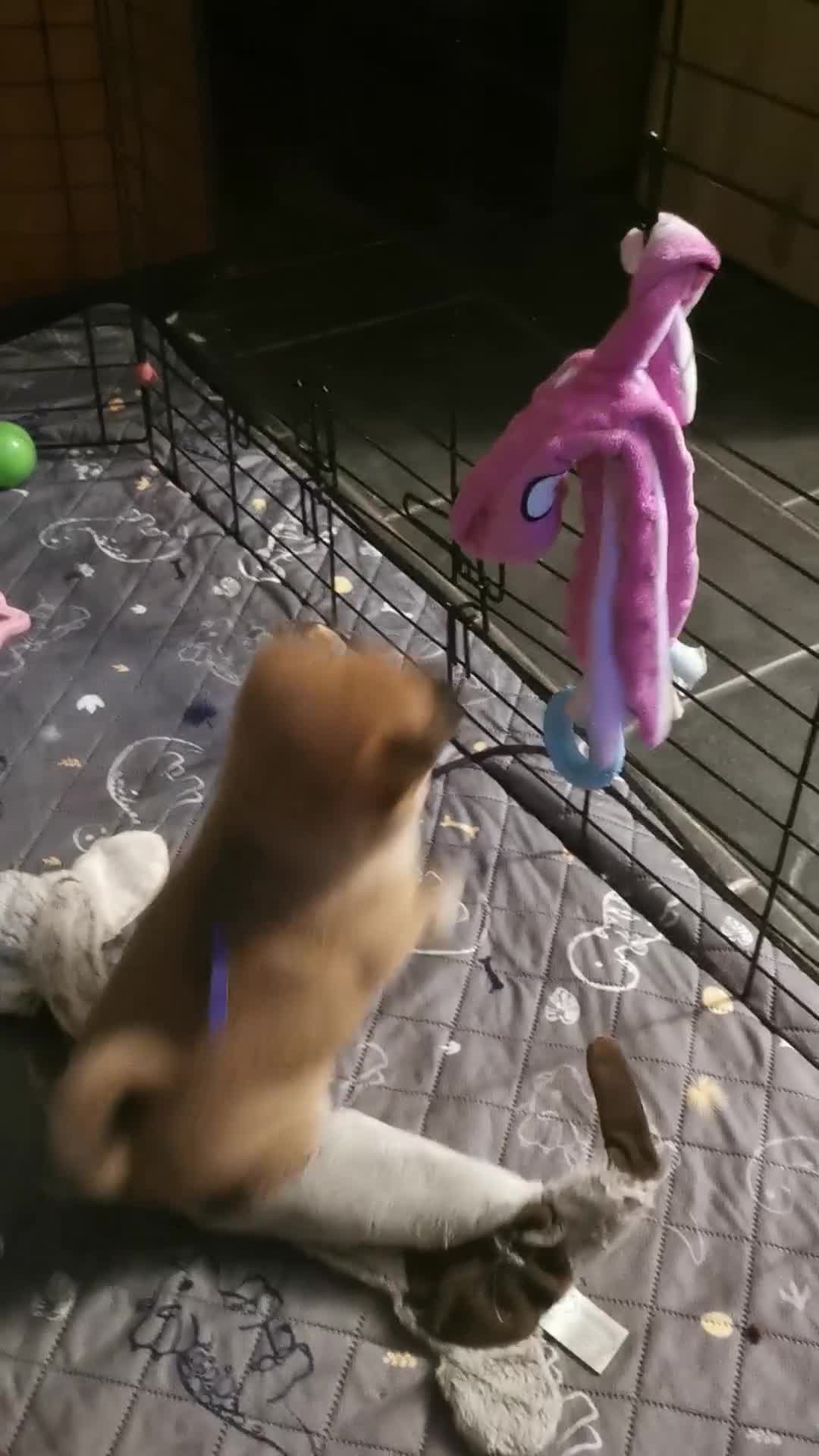 Japanese Shiba Inu dogs for sale: 5 KC Shiba puppies looking for their furever home  - Video 1
