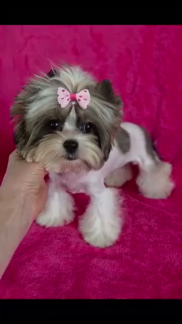 Yorkshire Terrier dogs for sale: Tiny Miniature Biewer Yorkie Girl – 9 Months - Video 1